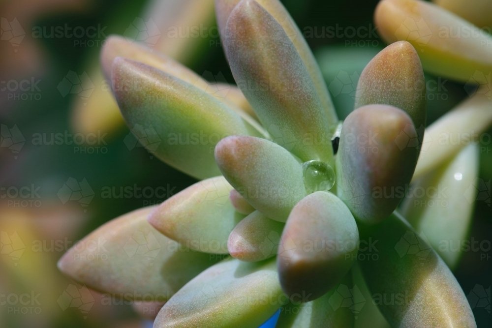 Close up of a green and pink succulent with a water droplet - Australian Stock Image