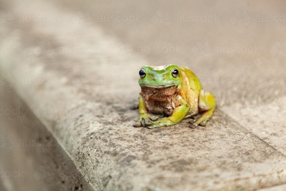 Close up of a green frog sitting on concrete slab - Australian Stock Image