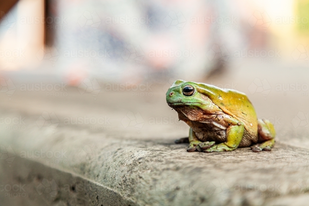 Close up of a green frog sitting on concrete slab - Australian Stock Image