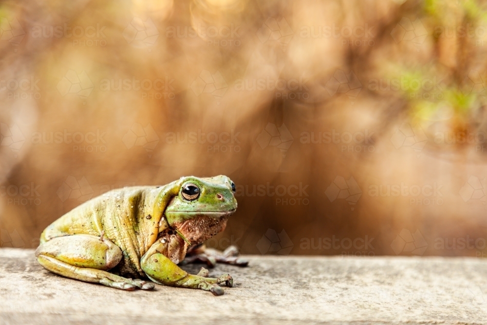 Close up of a green frog sitting on concrete slab - Australian Stock Image