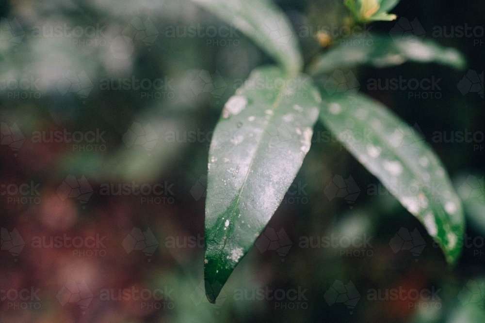 Close up of a green leaf - Australian Stock Image