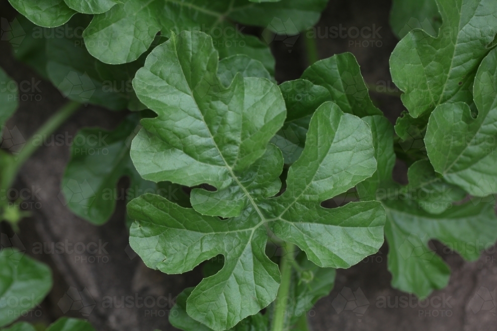 Close up of a green leaf in a garden - Australian Stock Image
