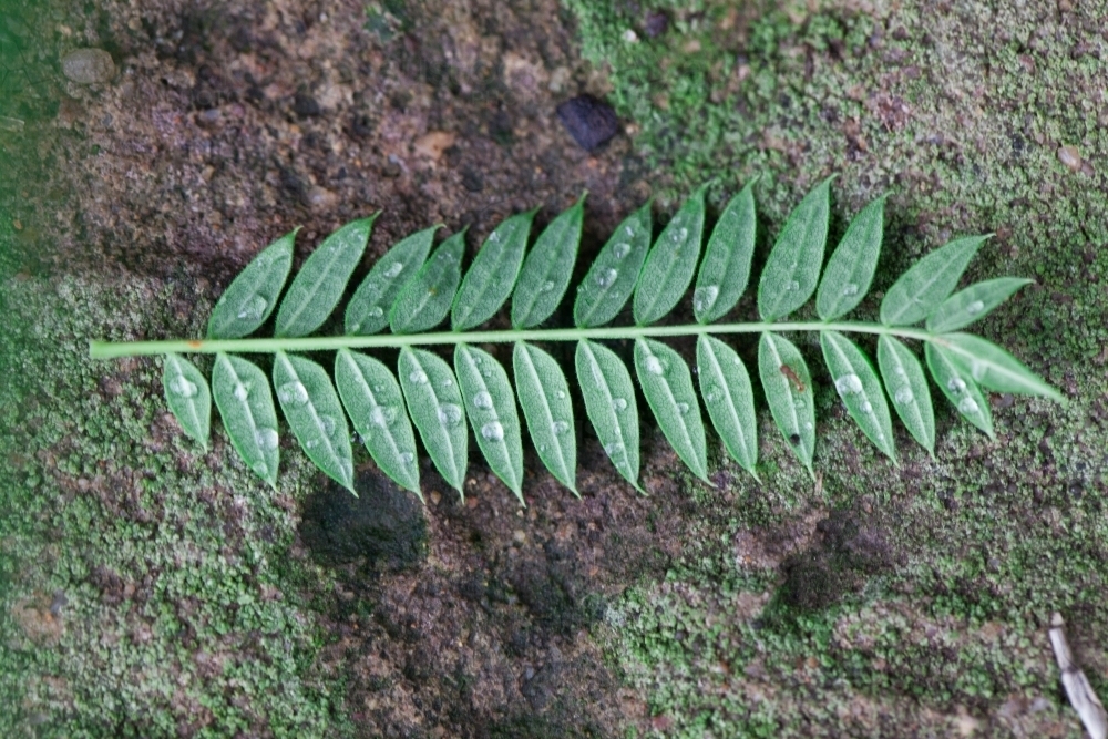 Close up of a green leaf on a mossy rock - Australian Stock Image