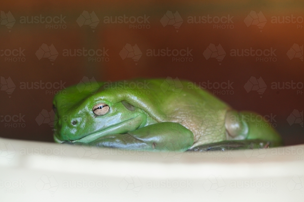 Close up of a Green Tree Frog - Australian Stock Image