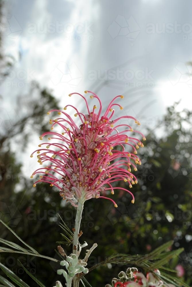 Close up of a Grevillea or Spider Flower - Australian Stock Image