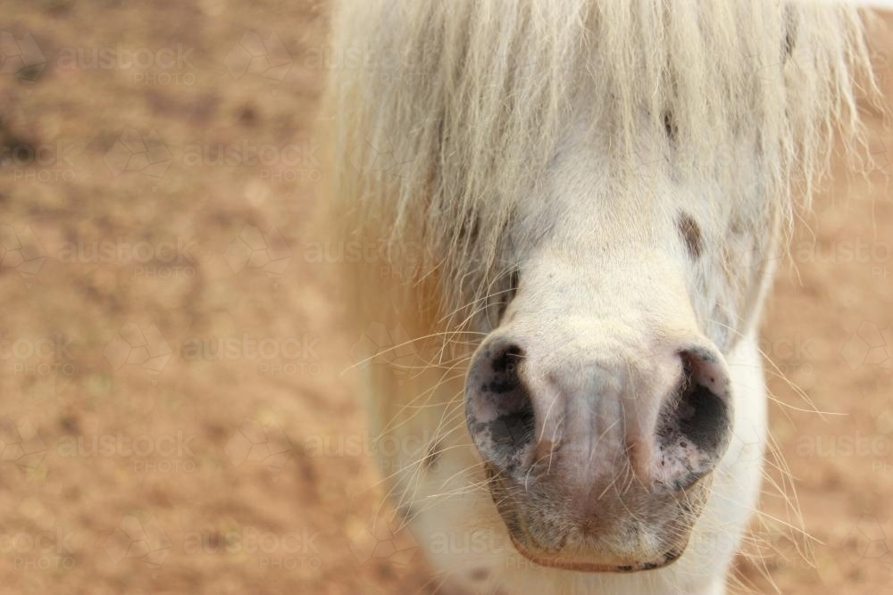 Close up of a grey miniature horse - Australian Stock Image