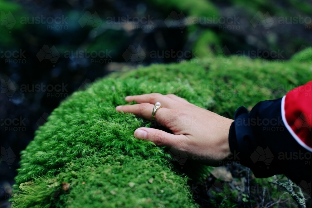 Close up of a hand feeling luscious green moss - Australian Stock Image