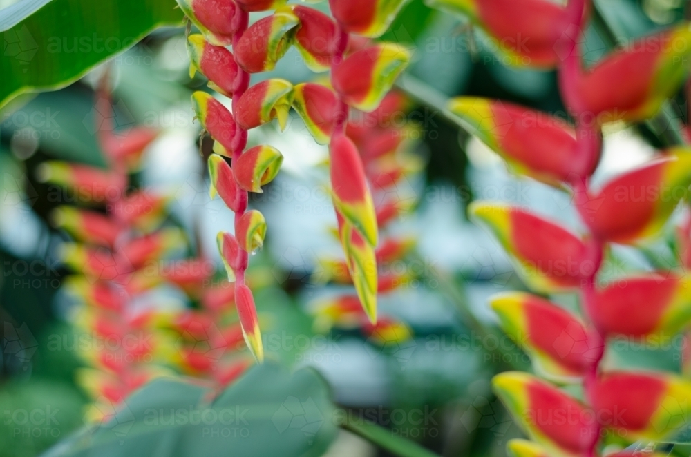 Close up of a Heliconia flower. - Australian Stock Image