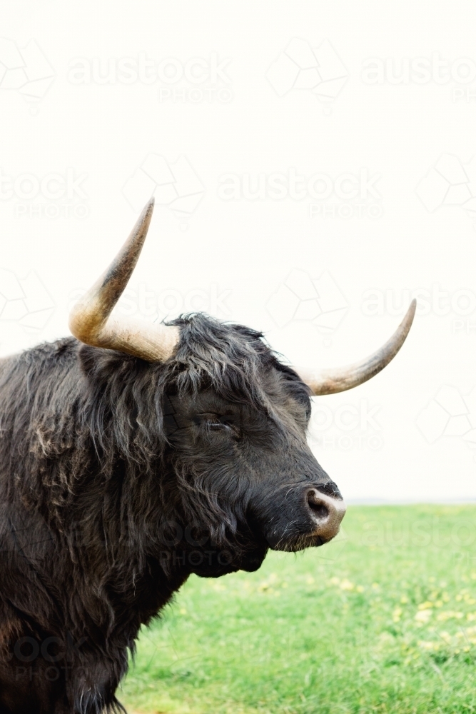 Close up of a Highland Bull with large horns and white sky background - Australian Stock Image