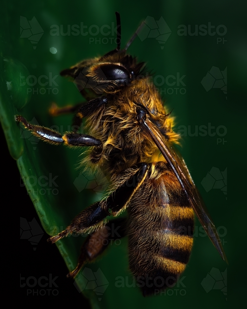 Close up of a honey bee on a leaf - Australian Stock Image