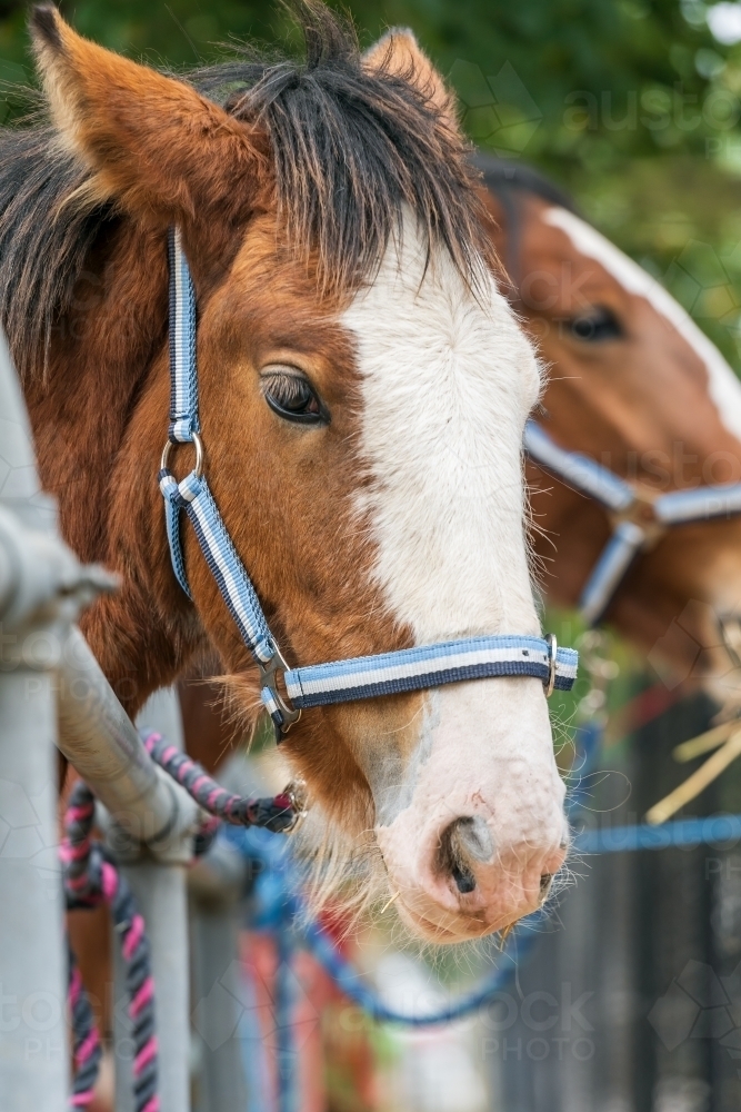 Close up of a horse's head wearing a bridle - Australian Stock Image