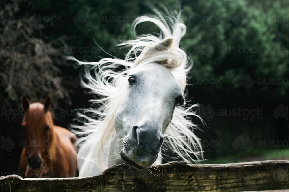 Image Of Close Up Of A Horse Shaking Its Head Austockphoto image-of-close-up-of-a-horse-shaking-its-head-austockphoto