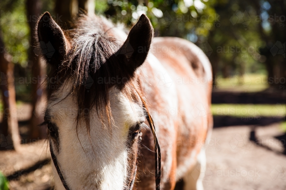 close-up of a horse with a white face and brown patches - Australian Stock Image