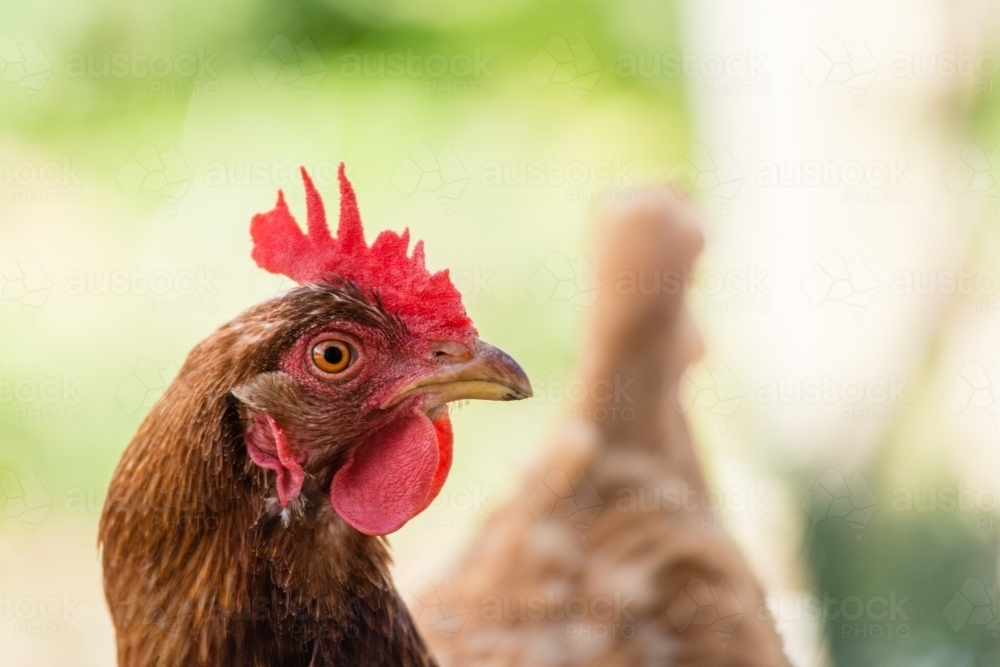 Close up of a isa brown chook's head - Australian Stock Image