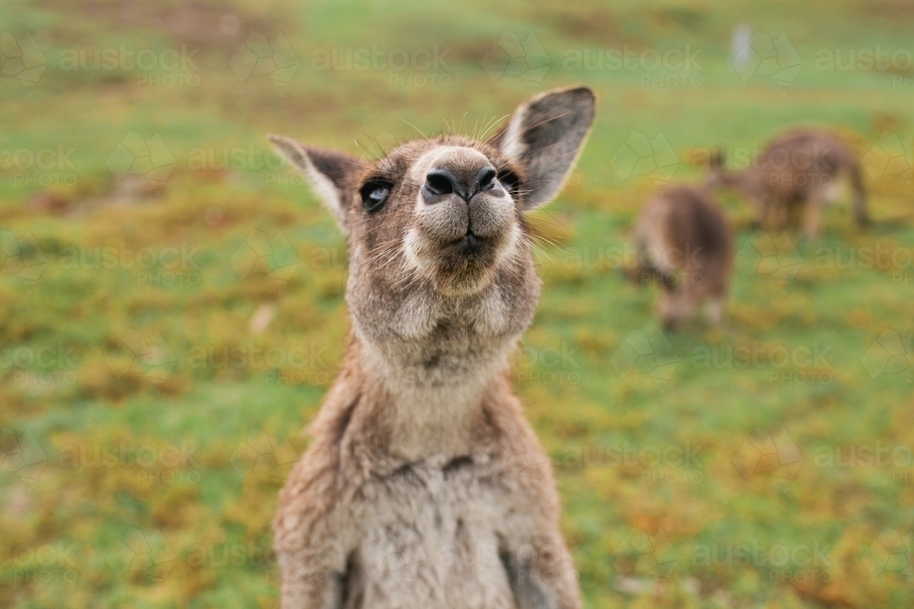 Close up of a kangaroo - Australian Stock Image
