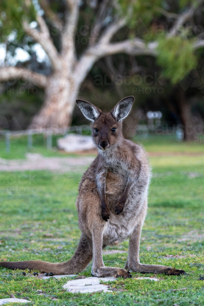 Close up of a kangaroo grazing the grassy field - Australian Stock Image
