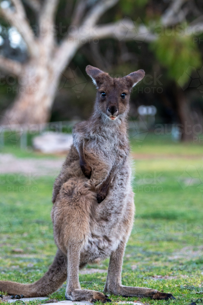 Close up of a kangaroo grazing the grassy field - Australian Stock Image