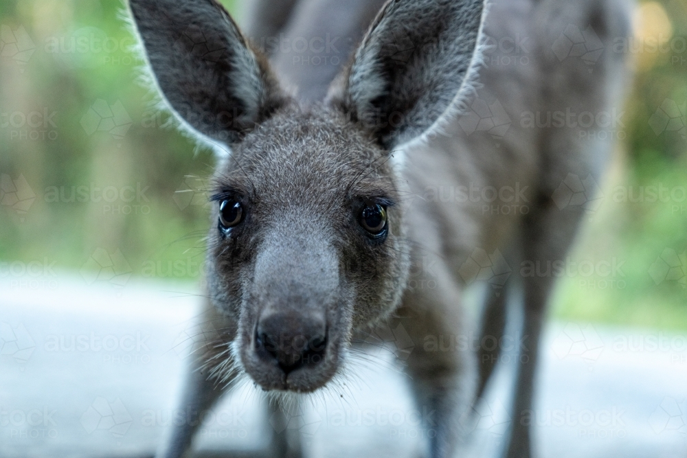 Close-up of a kangaroo's face looking directly at the camera. - Australian Stock Image