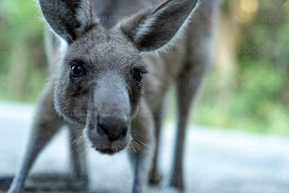 Close-up of a kangaroo's face looking directly at the camera. - Australian Stock Image