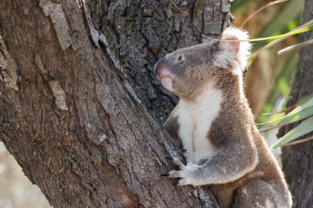 Close up of a koala in ta tree. - Australian Stock Image