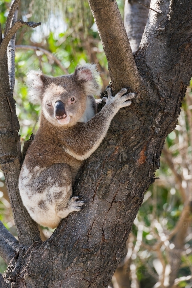 Close up of a koala sitting in the fork of a tree. - Australian Stock Image