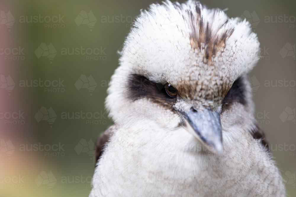 Close up of a kookaburra - Australian Stock Image