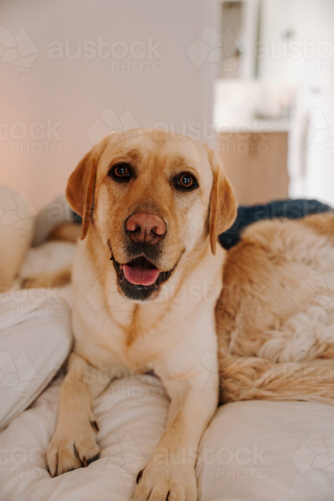Close up of a labrador comfortably lying on a bed - Australian Stock Image