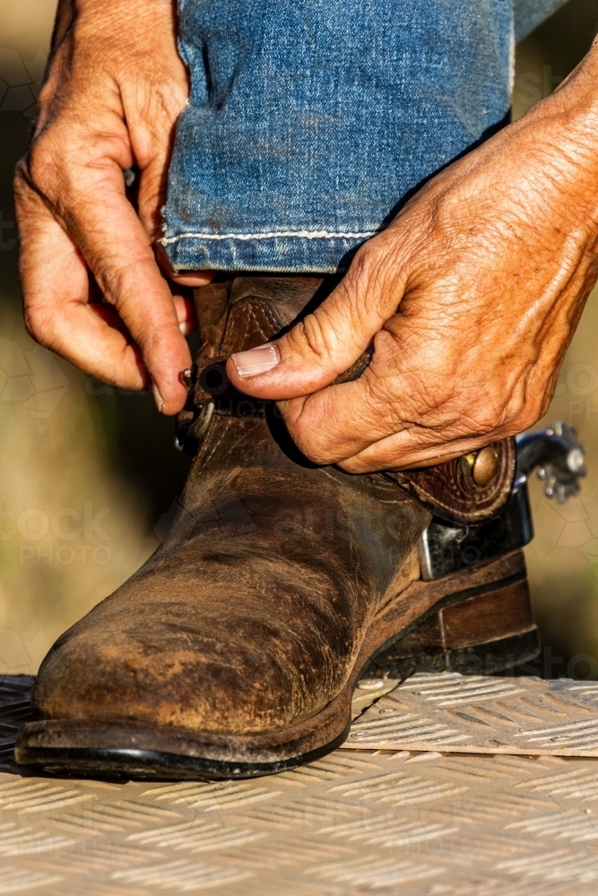 Close-up of a lady's hands fastening her spurs onto her boots. - Australian Stock Image