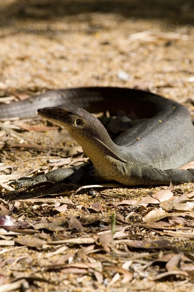 Close up of a large Water Monitor on the ground - Australian Stock Image