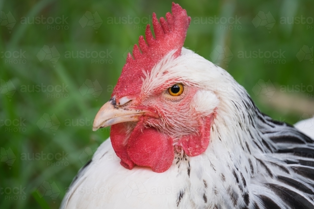 Close up of a light Sussex hens face - Australian Stock Image