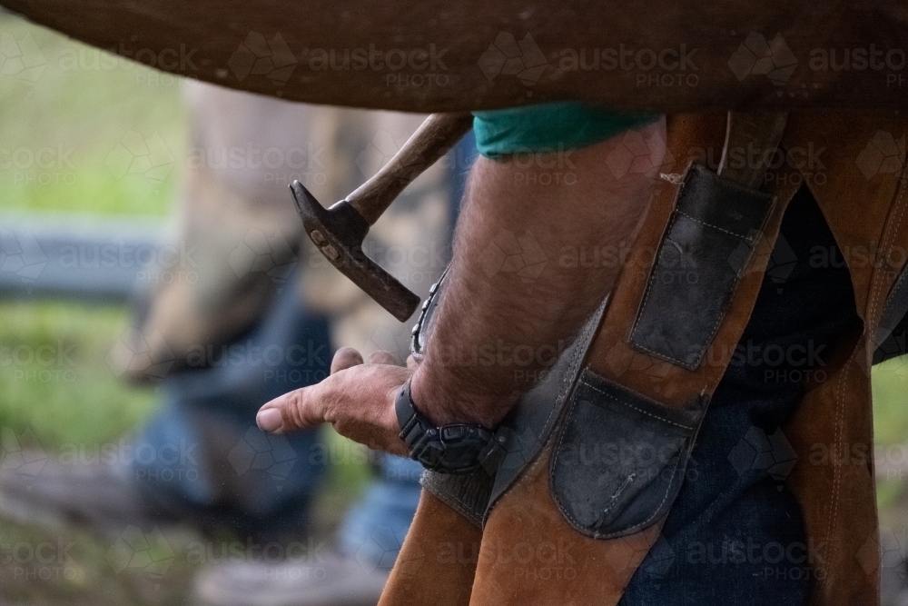 Close up of a man tapping nails into a shoe on a horse with a hammer - Australian Stock Image