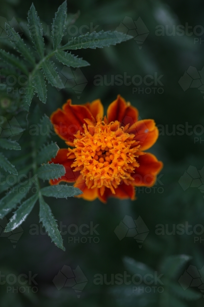 Close up of a marigold flower - Australian Stock Image