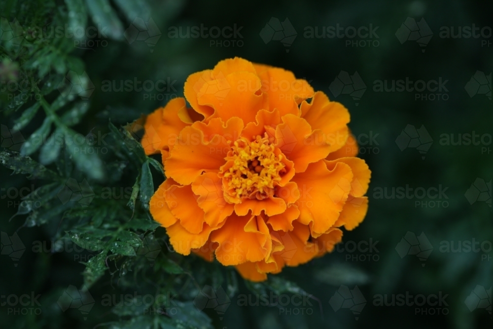 Close up of a marigold flower - Australian Stock Image