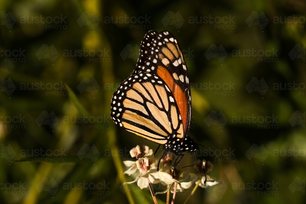 Close up of a Monarch Butterfly - Australian Stock Image