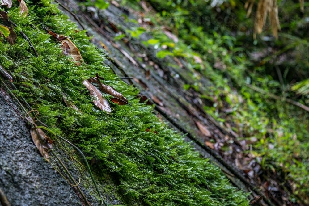 Close up of a moss covered rock in rainforest - Australian Stock Image