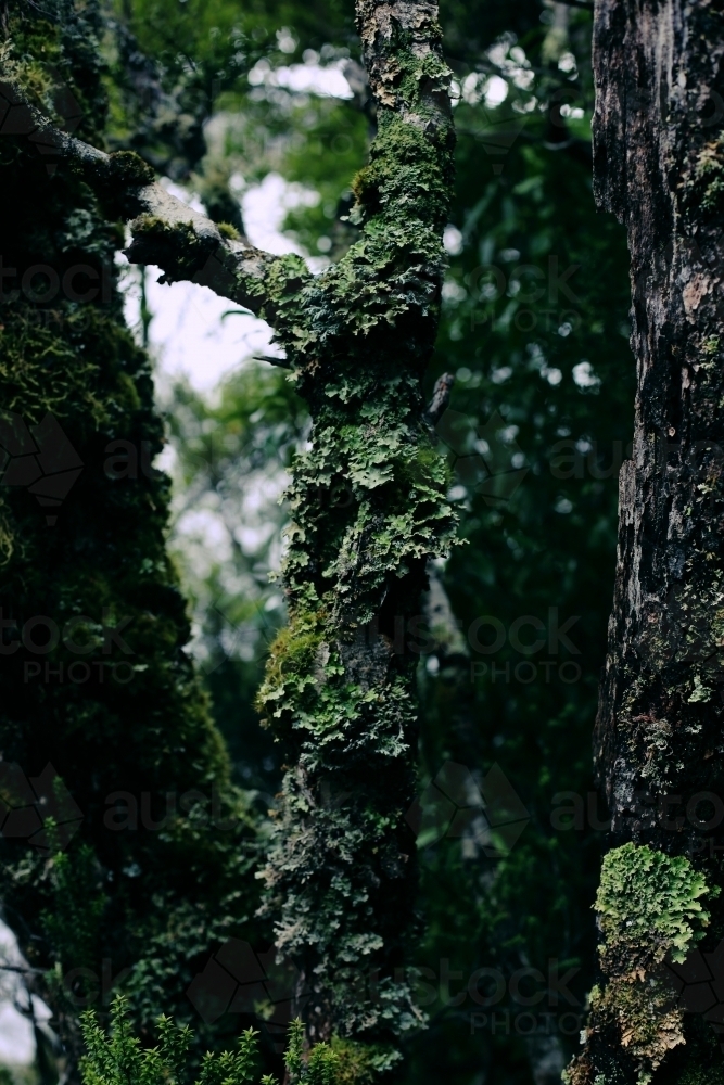 Close up of a moss covered tree - Australian Stock Image
