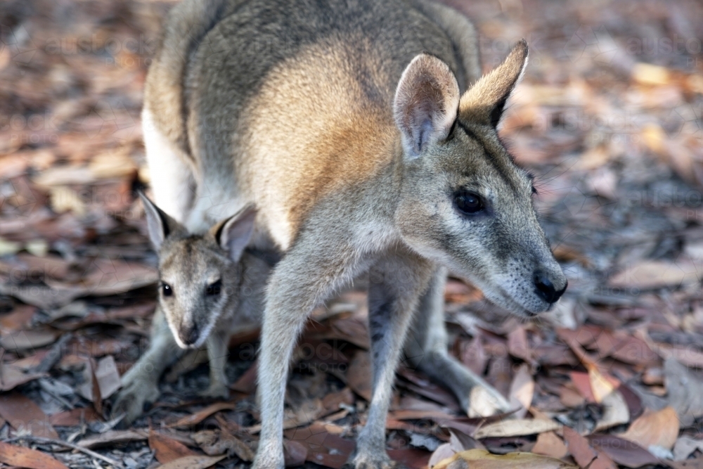 Image of Close up of a mother kangaroo with a joey in pouch Austockphoto