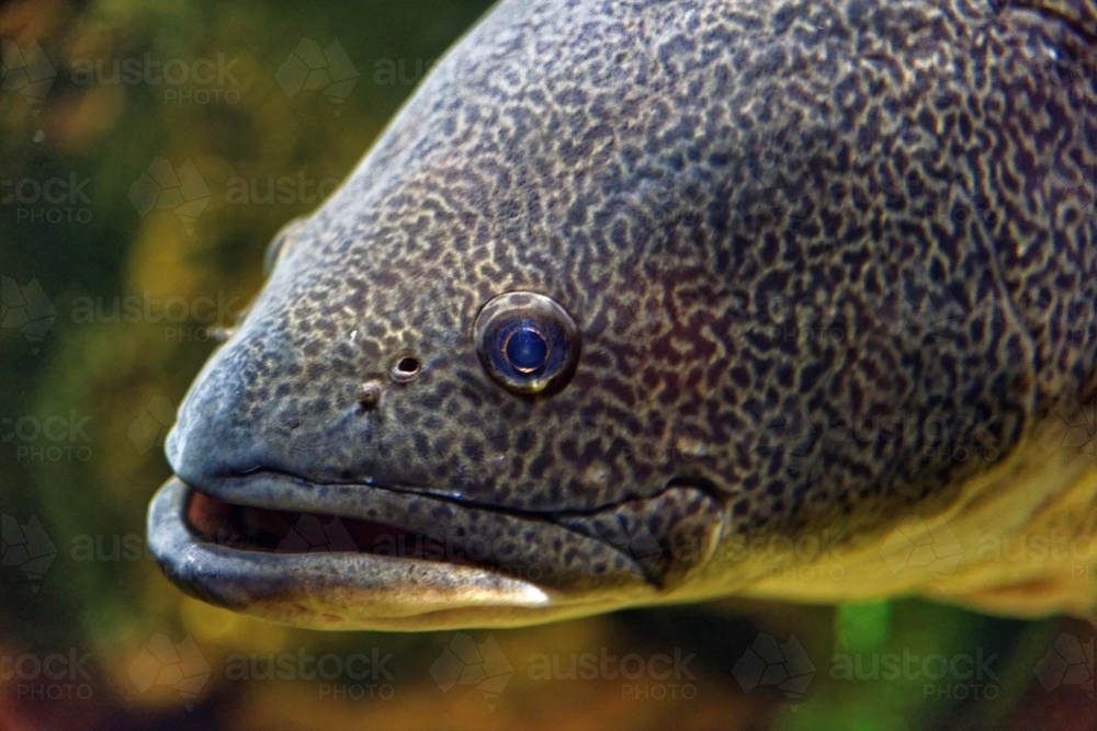 Close up of a Murray Cod, large fresh water fish, critically endangered - Australian Stock Image