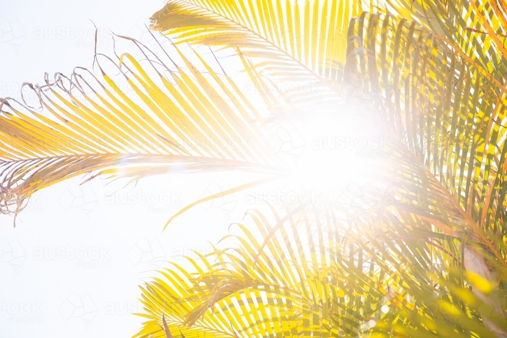 close up of a palm tree leaf with the sun shining through - Australian Stock Image