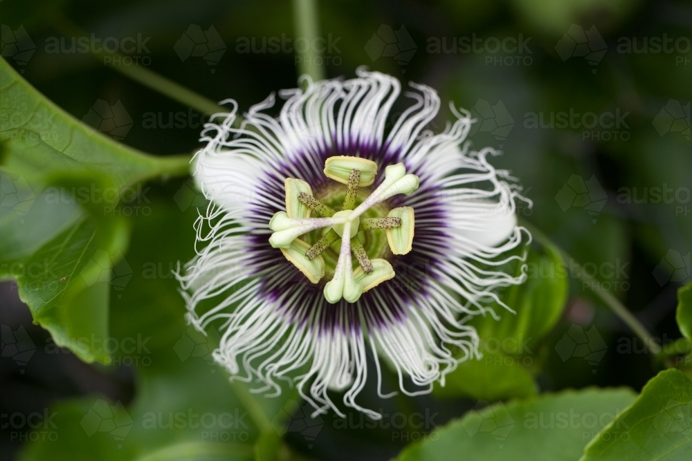 Close up of a passionfruit flower - Australian Stock Image