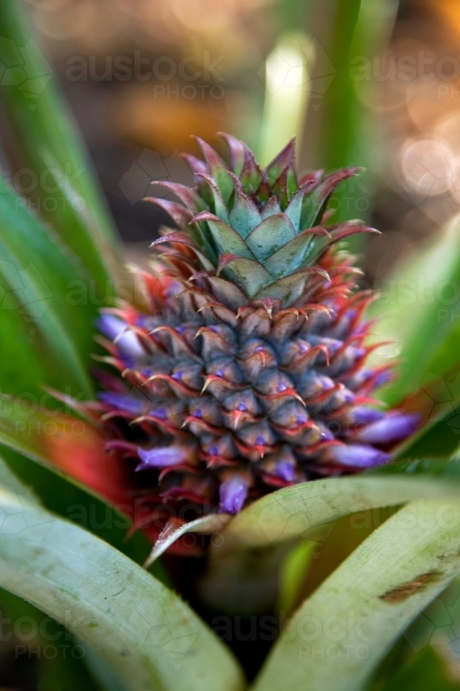 Close up of a pineapple flowering - Australian Stock Image