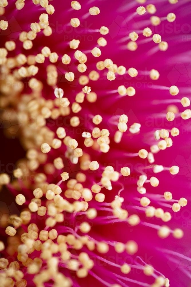 Close up of a pink eucalyptus macrocarpa flower showing stamens - Australian Stock Image
