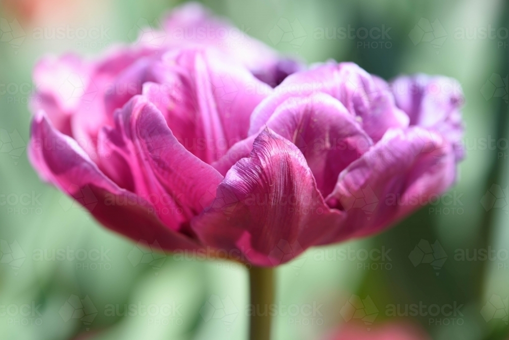Close up of a pink fully opened tulip - Australian Stock Image