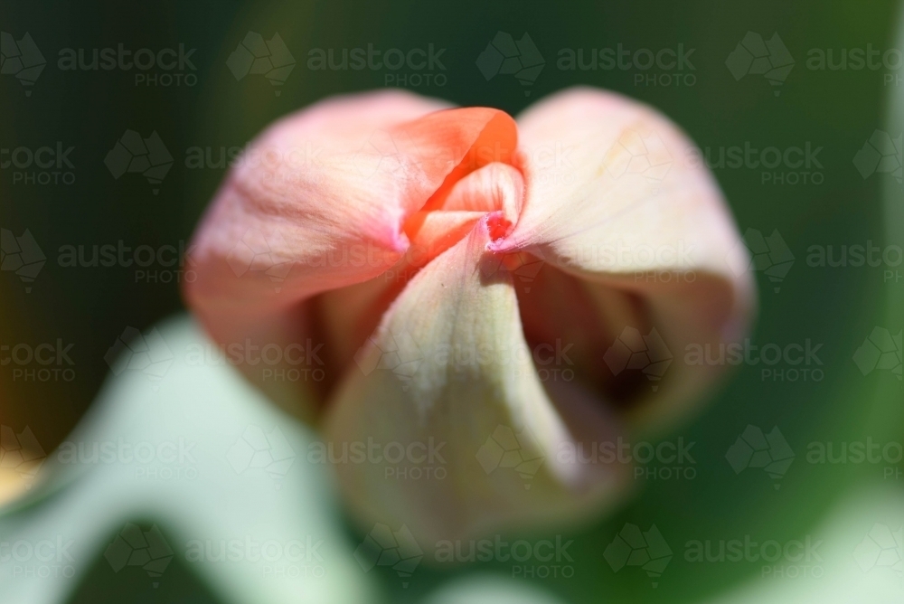 Close up of a pink tulip bud with green leaves - Australian Stock Image