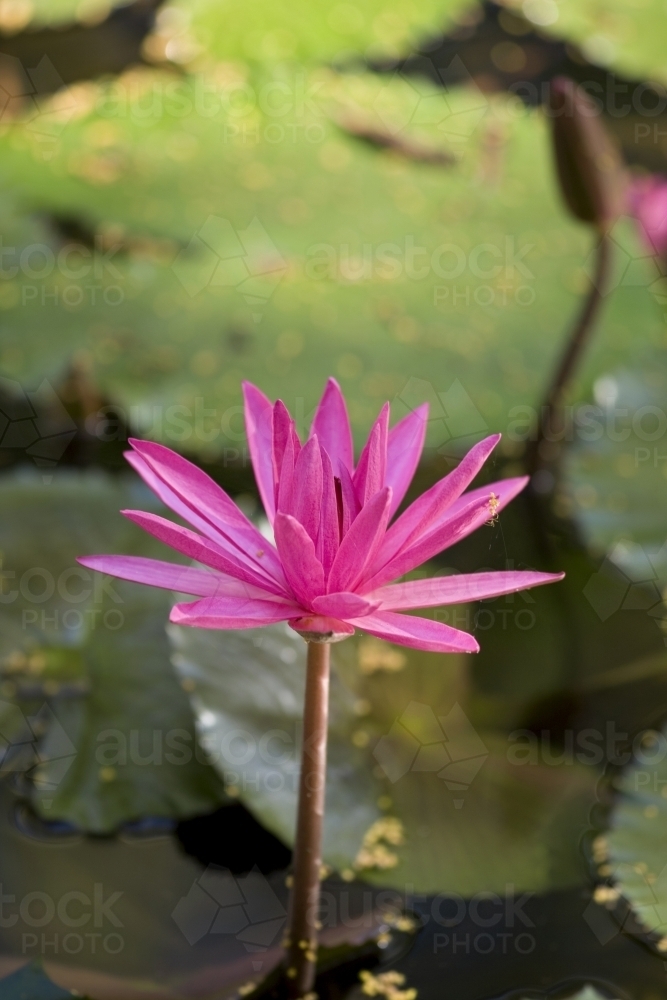 Close up of a pink water lily in front of green lily pads - Australian Stock Image