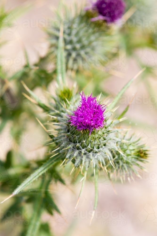 Close up of a Purple scotch thistle or Wooly Thistle.  Cirsium eriophorum - Australian Stock Image
