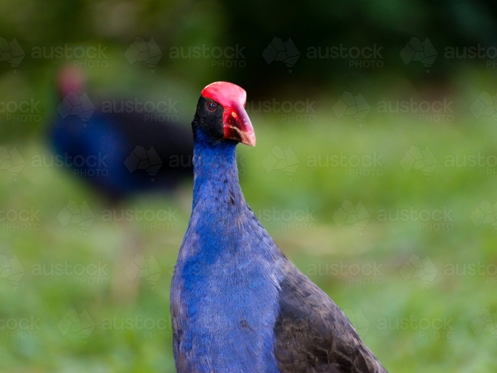 Close up of a Purple Swamphen with striking red head and beak - Australian Stock Image