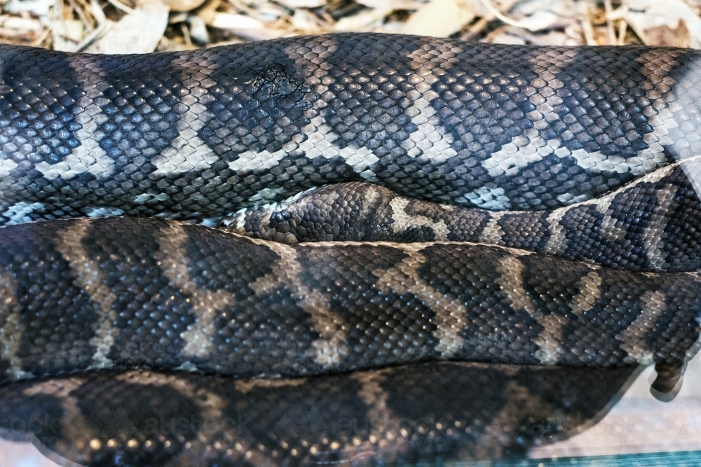 Close up of a python snake showing it patterned scales - Australian Stock Image