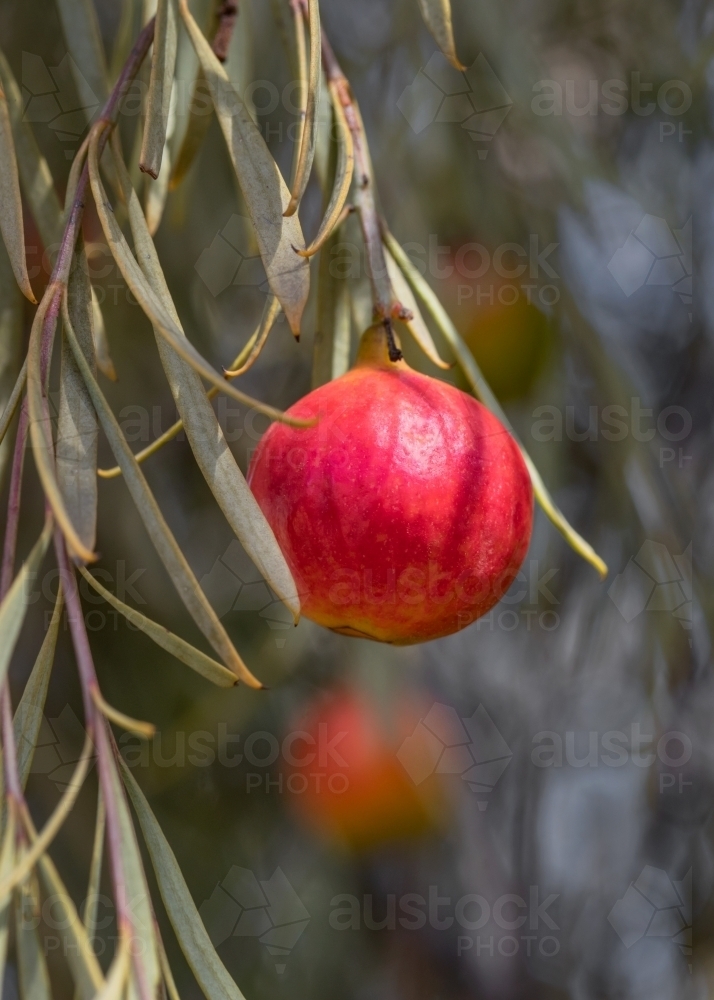 Image of Close-up of a Quandong - native peach (Santalum acuminatum ...