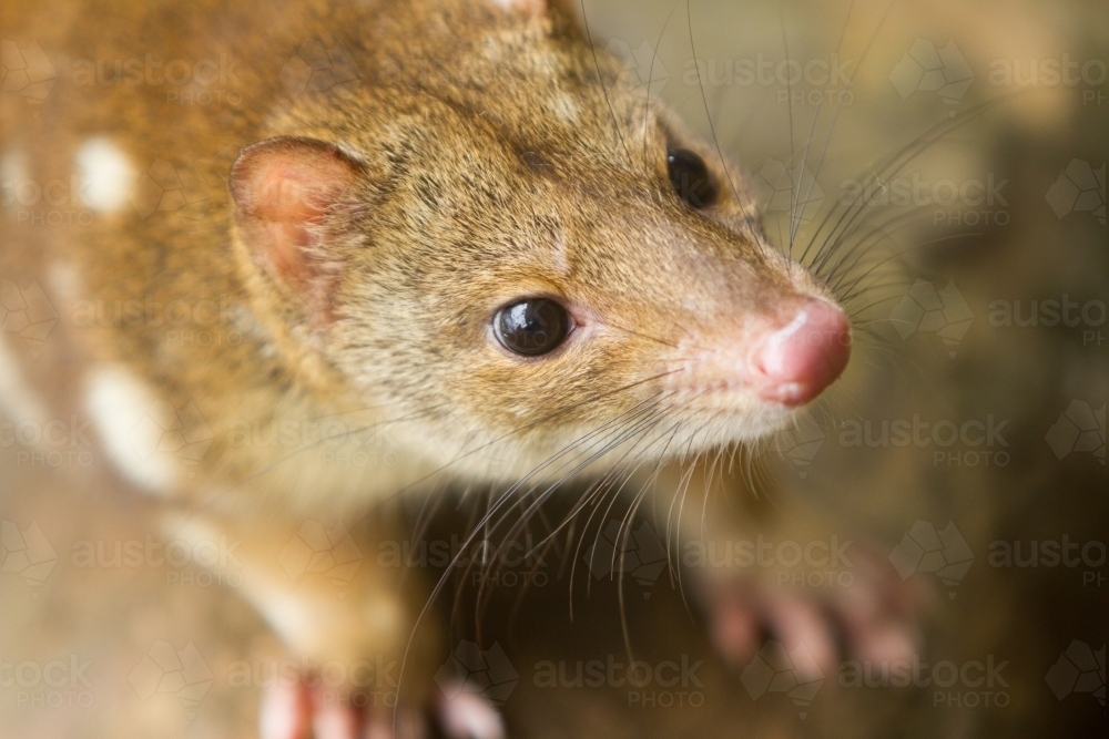Close up of a Quoll - Australian Stock Image